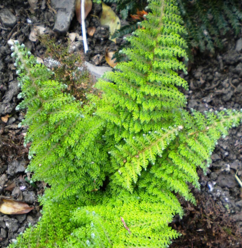 Polystichum Single Crop