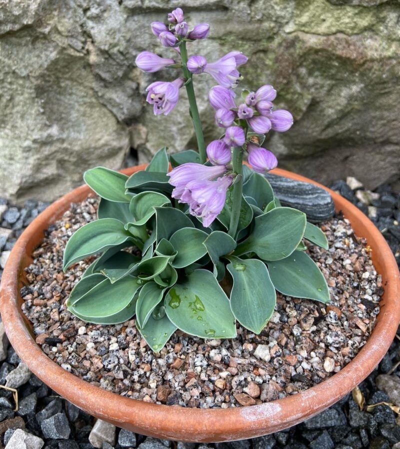 Hosta Blue Mouse Ears