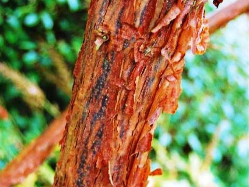 Acer Griseum Crop