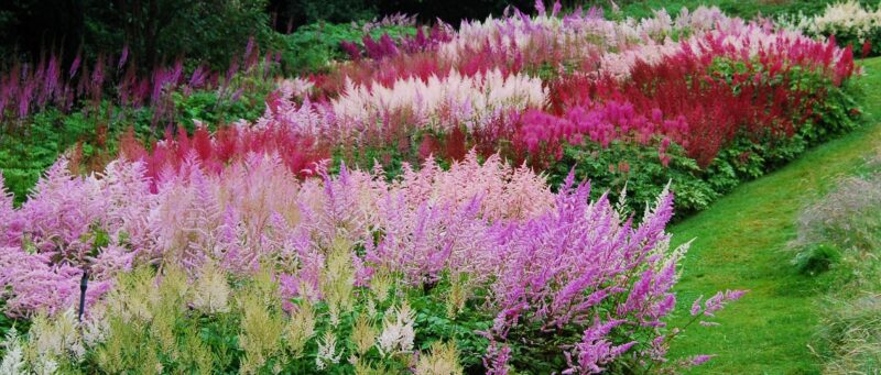 Astilbe Bed Crop