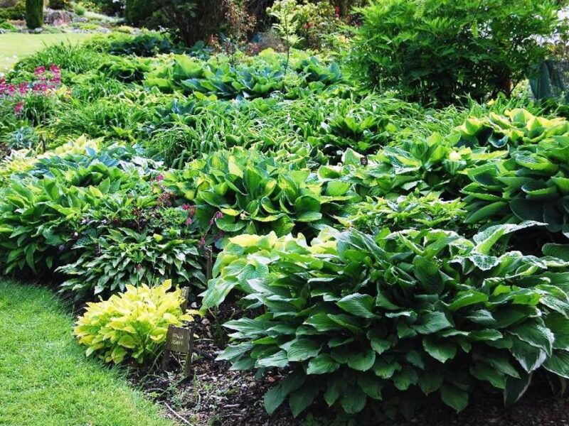 Hosta Bed