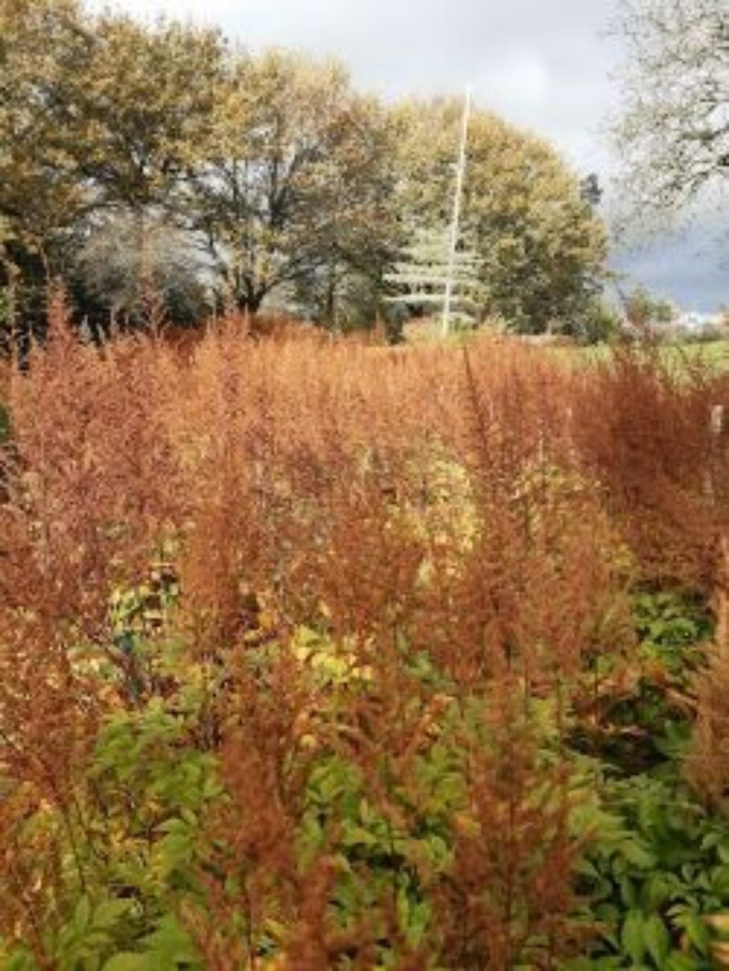 Astilbe Autumn Resized3