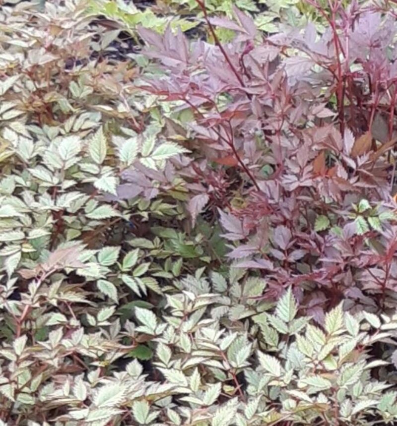 Astilbe Foliage